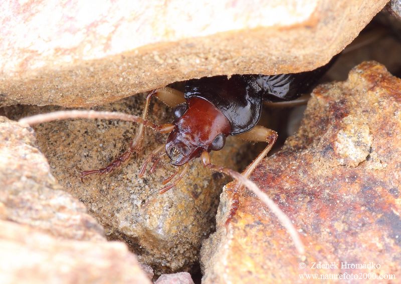 střevlíček, Nebria picicornis, Nebriini, Carabidae (Brouci, Coleoptera)